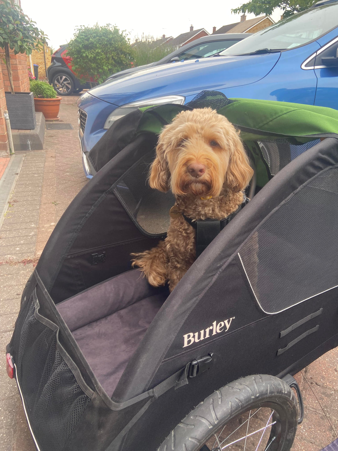Burley Tail Wagon Pet Trailer Hire