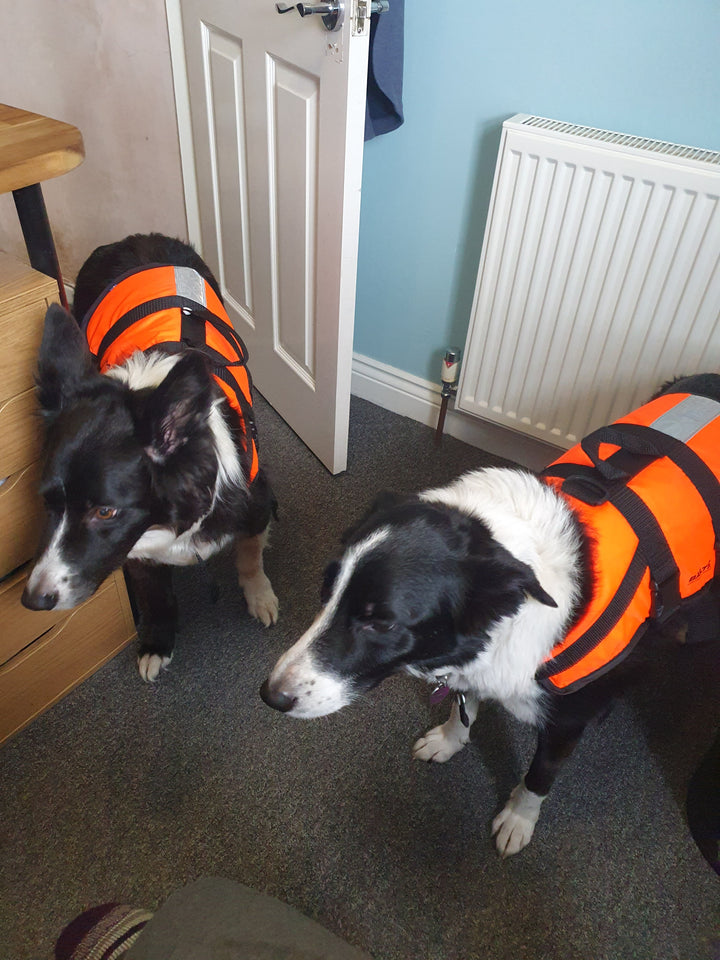 Dog Buoyancy Aid Hire