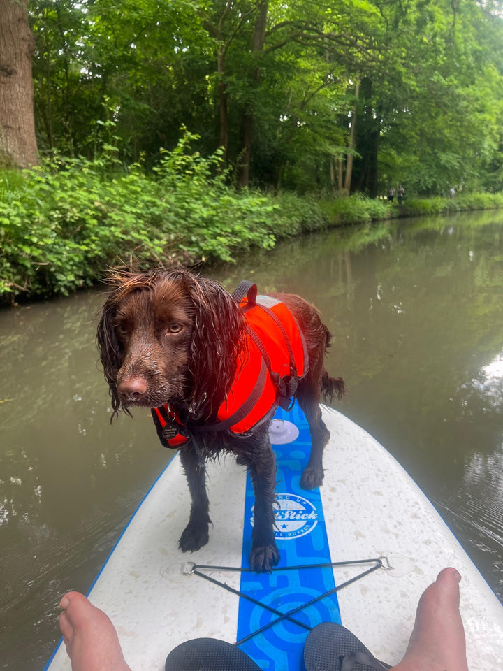 Dog Buoyancy Aid Hire