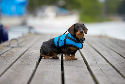 Dog Buoyancy Aid Hire
