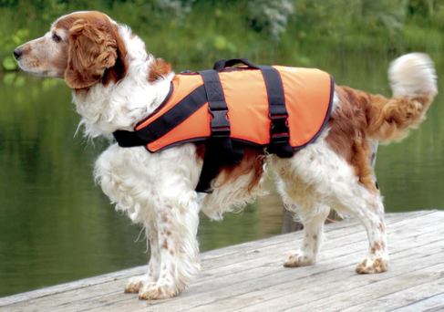 Dog Buoyancy Aid Hire